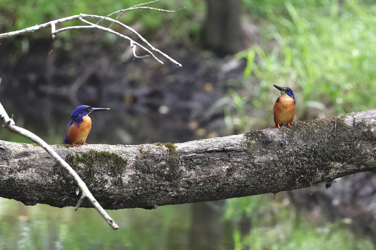 Azure Kingfisher - ML645585958