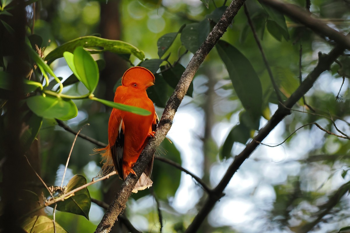 Guianan Cock-of-the-rock - ML645585961