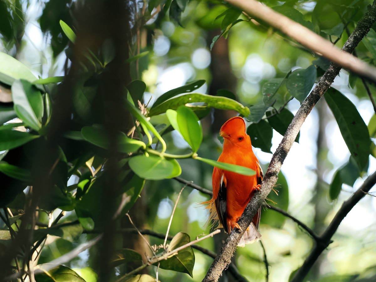 Guianan Cock-of-the-rock - ML645585962