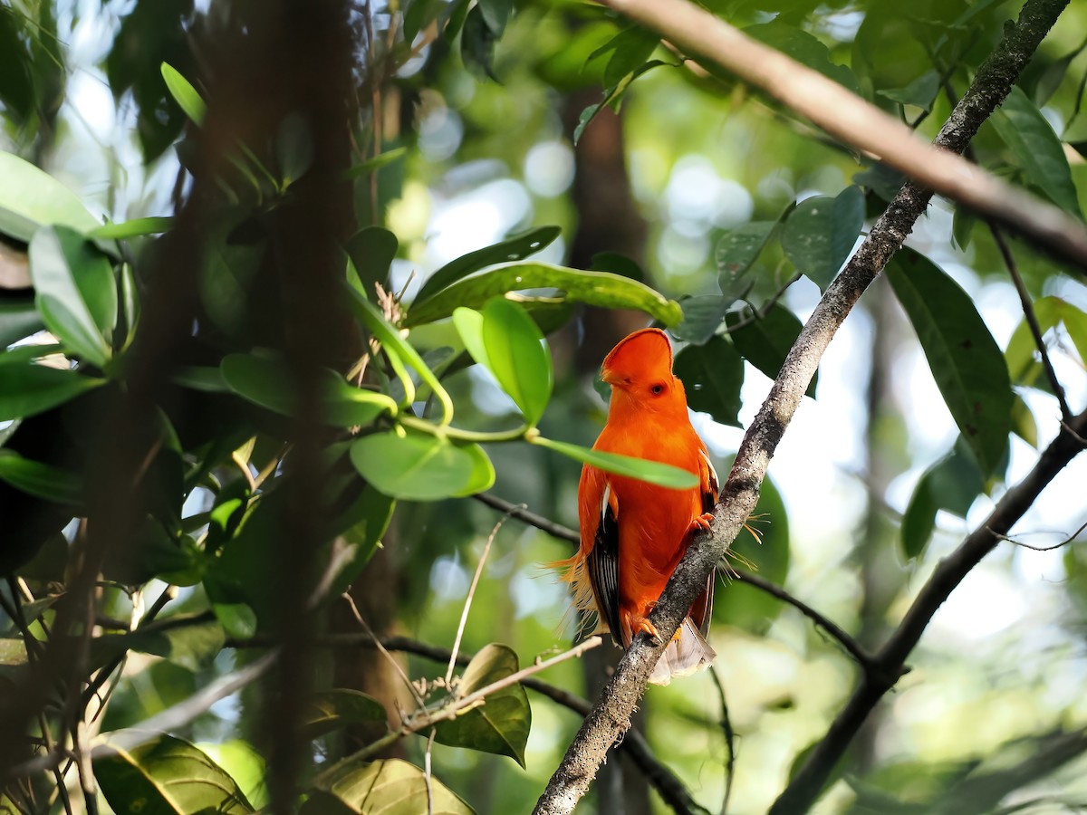 Guianan Cock-of-the-rock - ML645585963