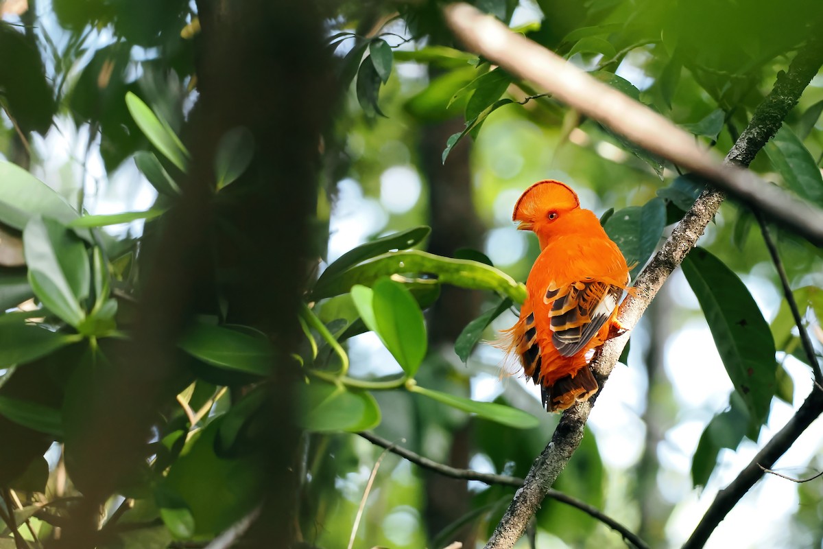 Guianan Cock-of-the-rock - ML645585964