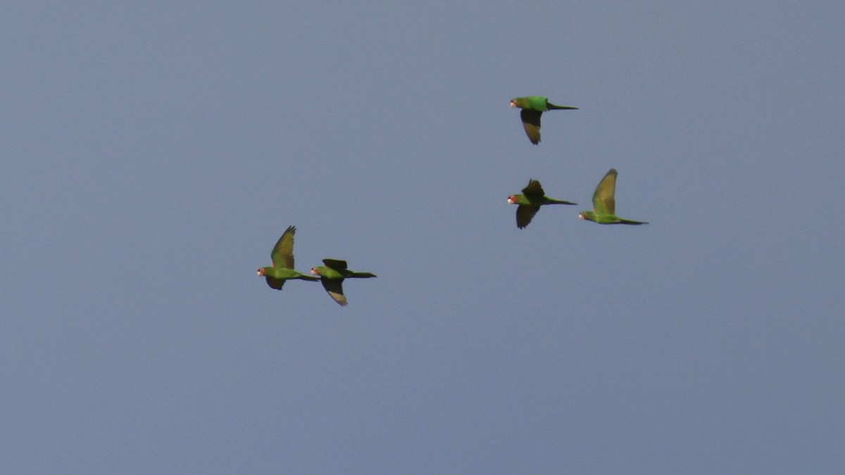 Mitred Parakeet - ML645585966