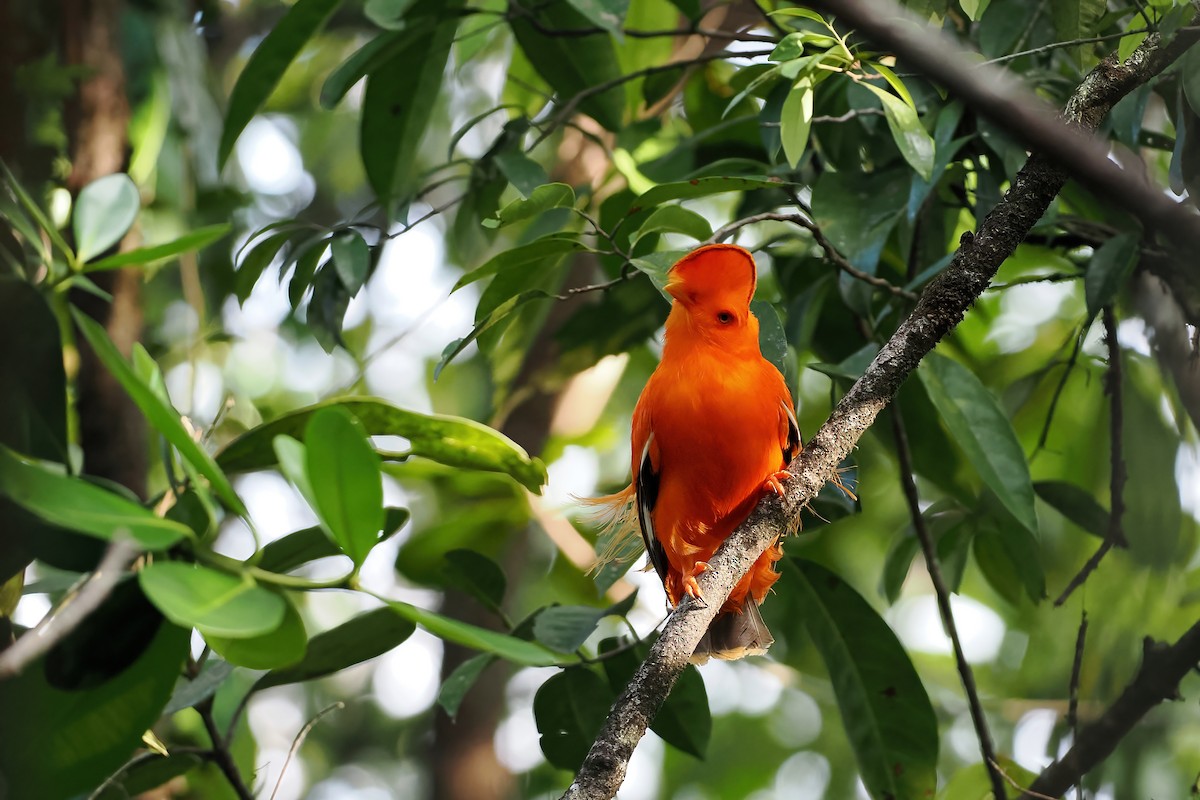 Guianan Cock-of-the-rock - ML645585968