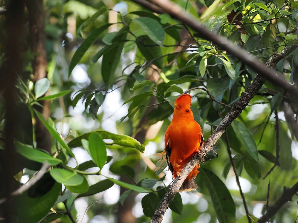 Guianan Cock-of-the-rock - ML645585972