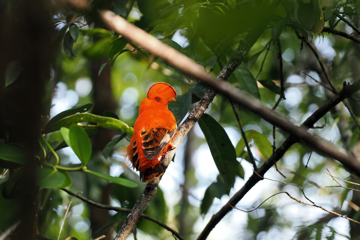 Guianan Cock-of-the-rock - ML645585973