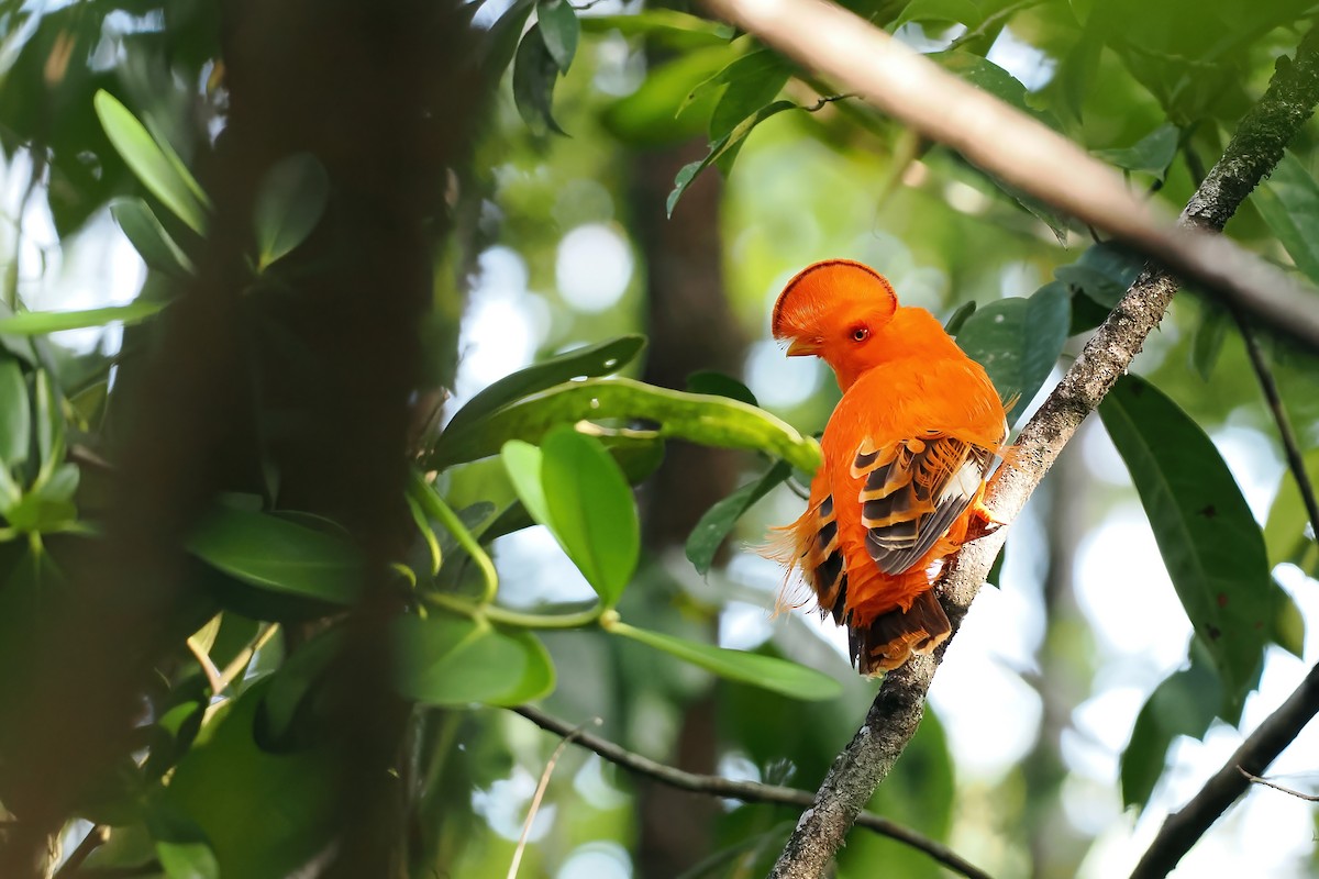 Guianan Cock-of-the-rock - ML645585977