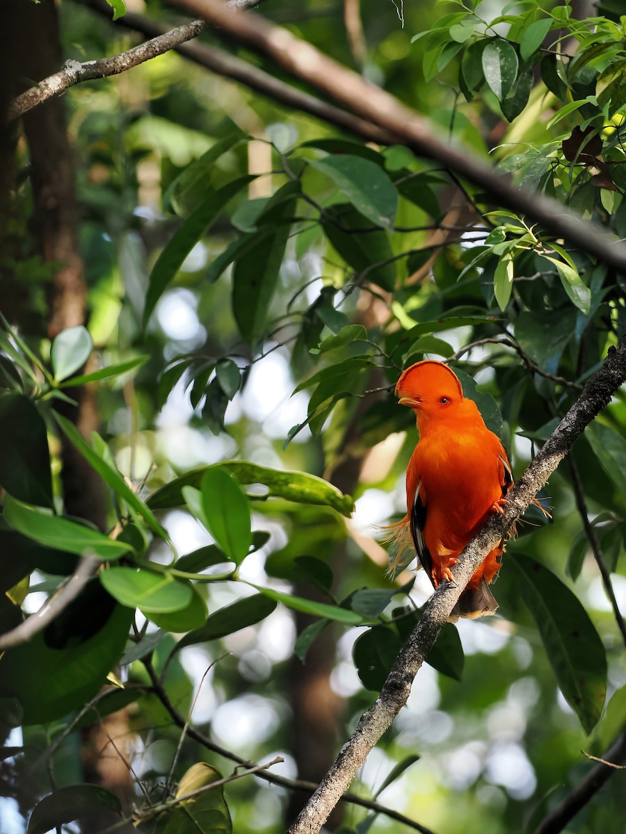 Guianan Cock-of-the-rock - ML645585978