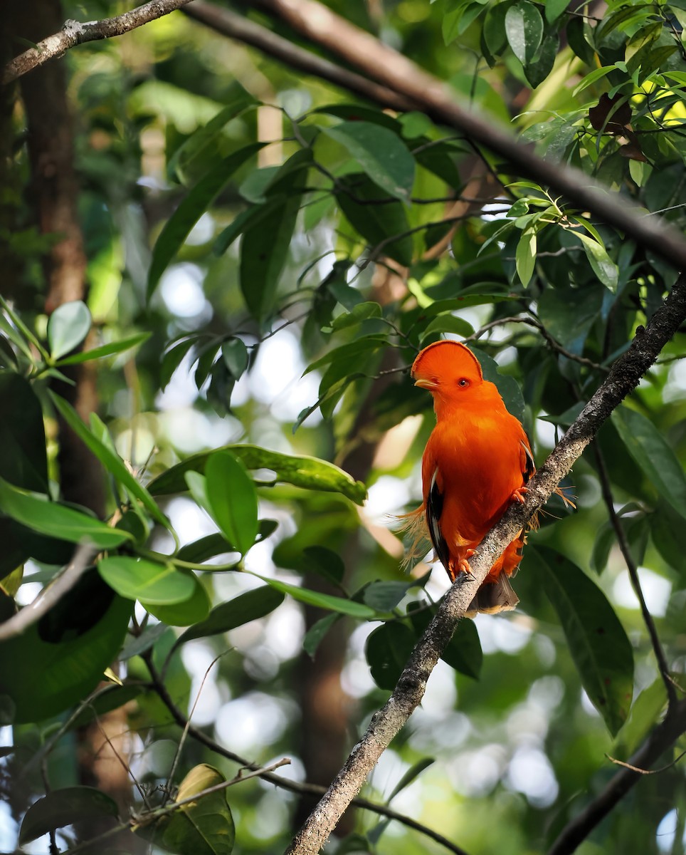 Guianan Cock-of-the-rock - ML645585983