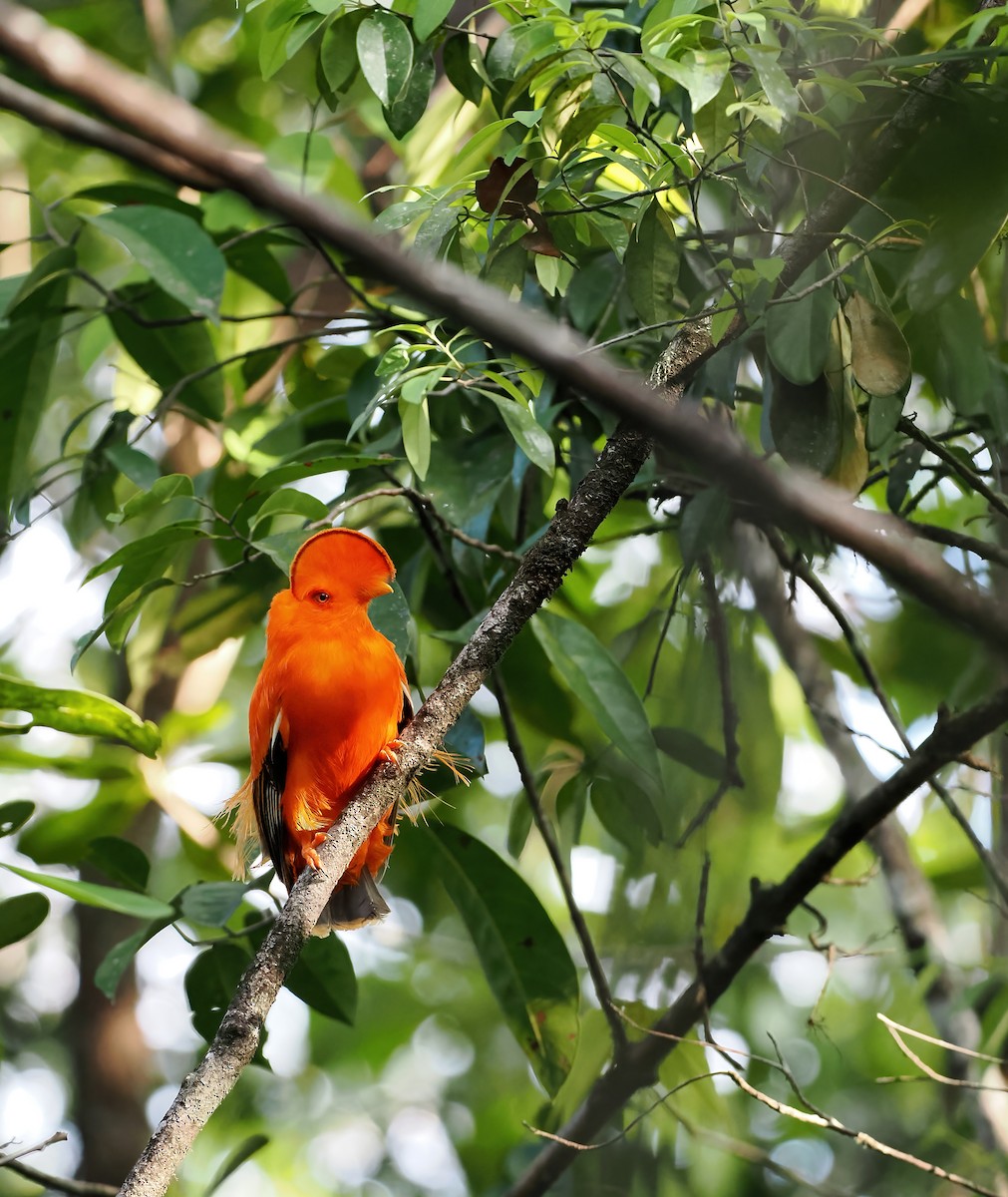 Guianan Cock-of-the-rock - ML645585984