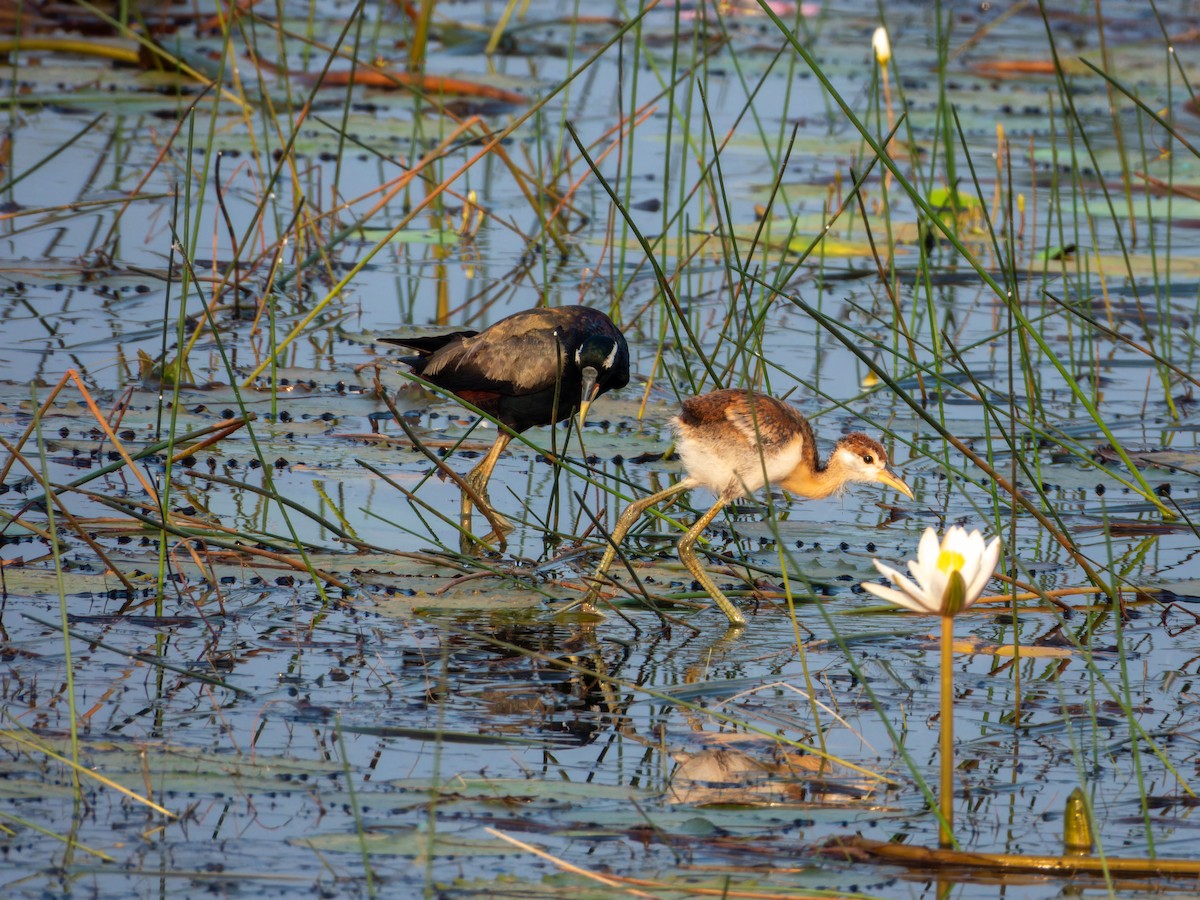 ostnák hnědoocasý - ML645585992