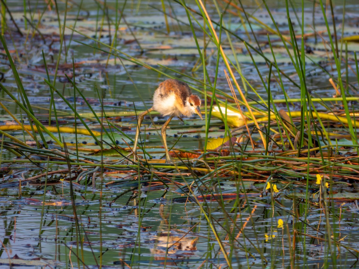 ostnák hnědoocasý - ML645585993