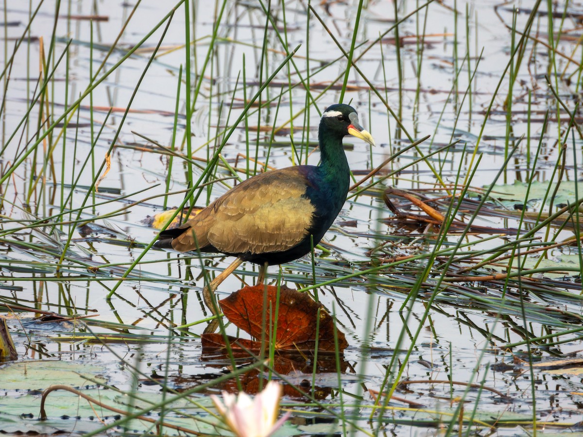 ostnák hnědoocasý - ML645585994