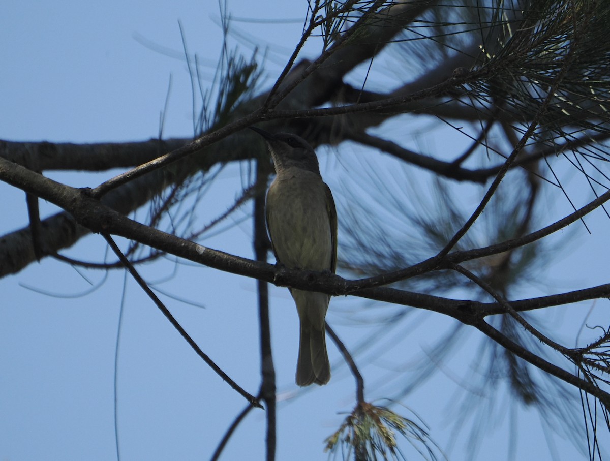 Brown Honeyeater - ML645585998