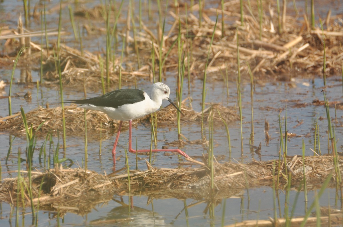 Black-winged Stilt - ML645586006