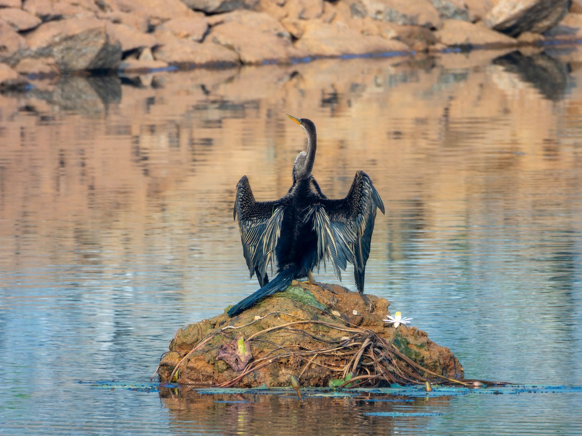 Oriental Darter - ML645586015