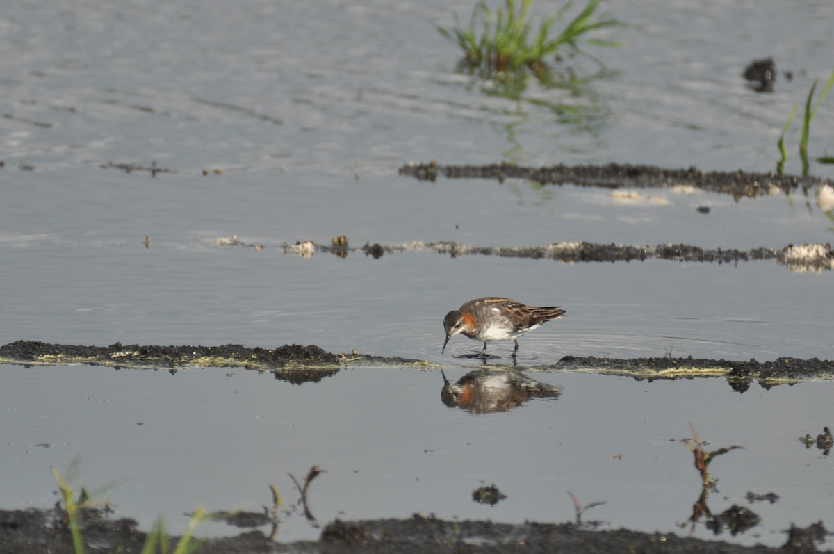 Red-necked Phalarope - ML645586016