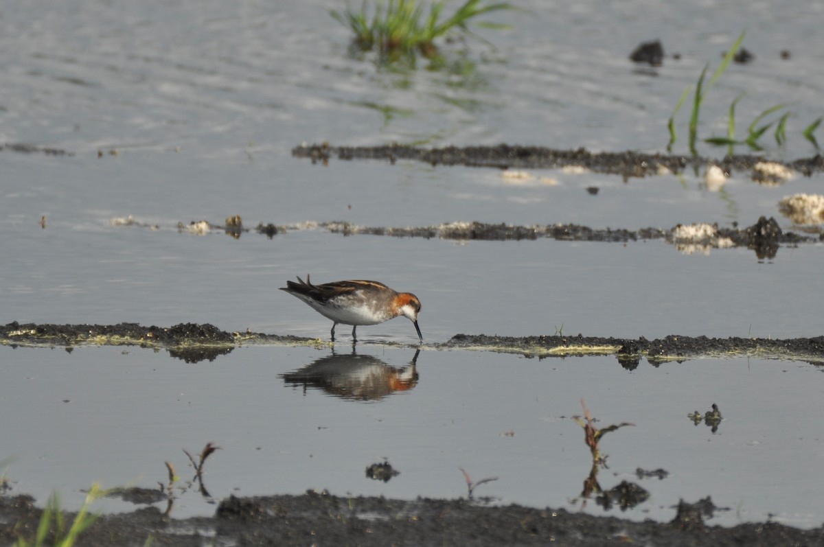 Red-necked Phalarope - ML645586017