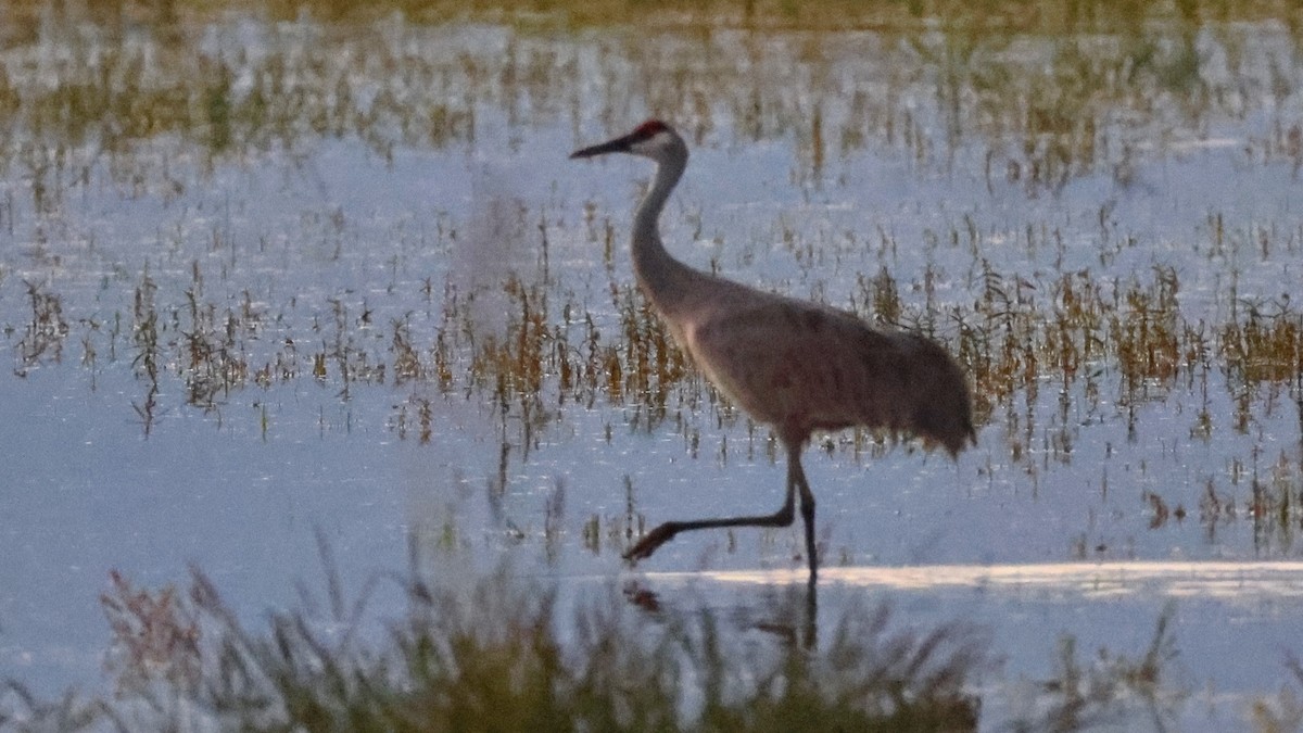 Sandhill Crane - ML645586019