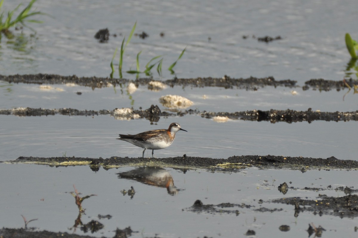 Red-necked Phalarope - ML645586020