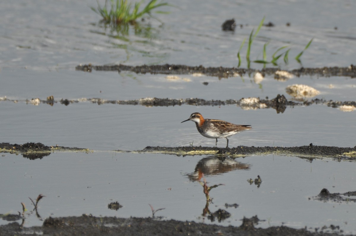 Red-necked Phalarope - ML645586021