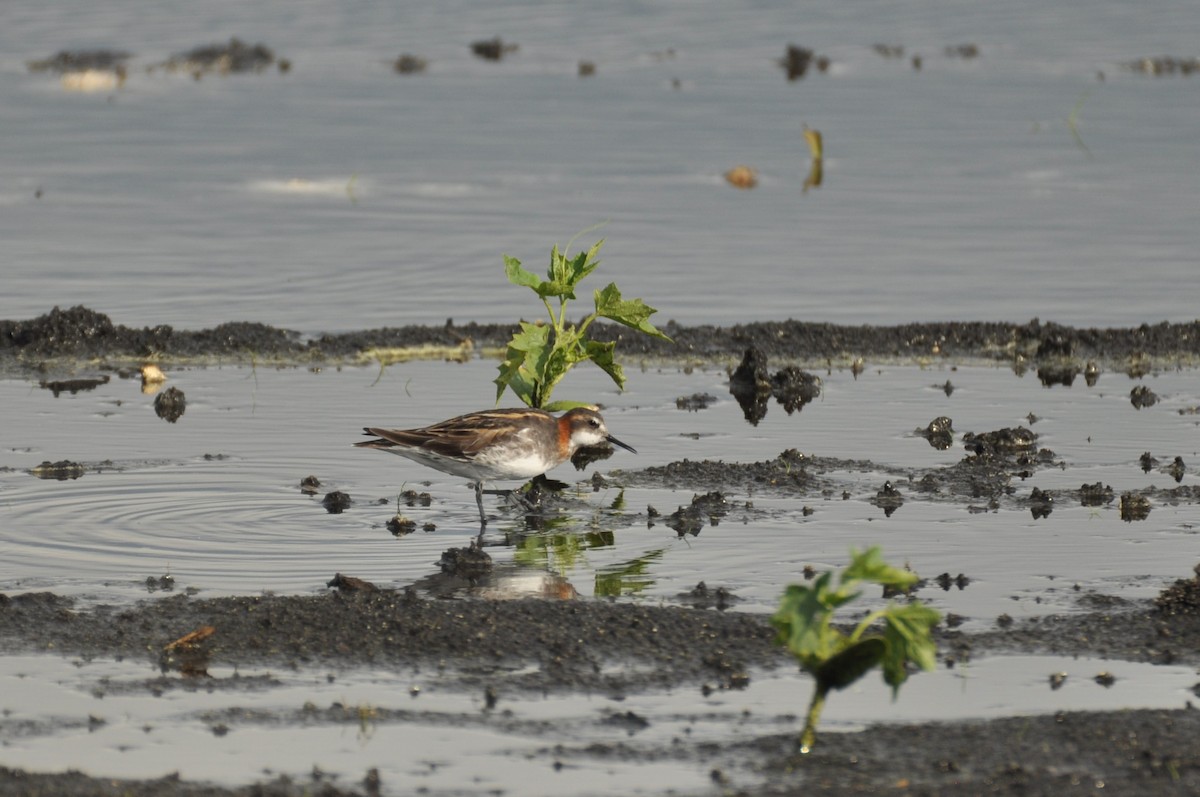 Red-necked Phalarope - ML645586022