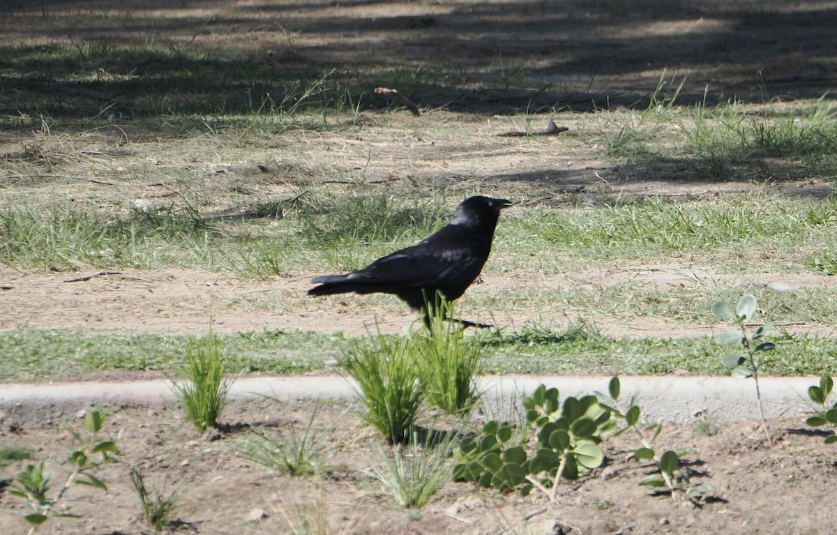 Torresian Crow - ML645586027