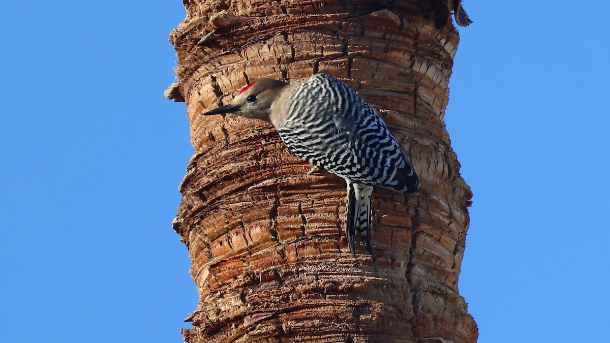Gila Woodpecker - ML645586043