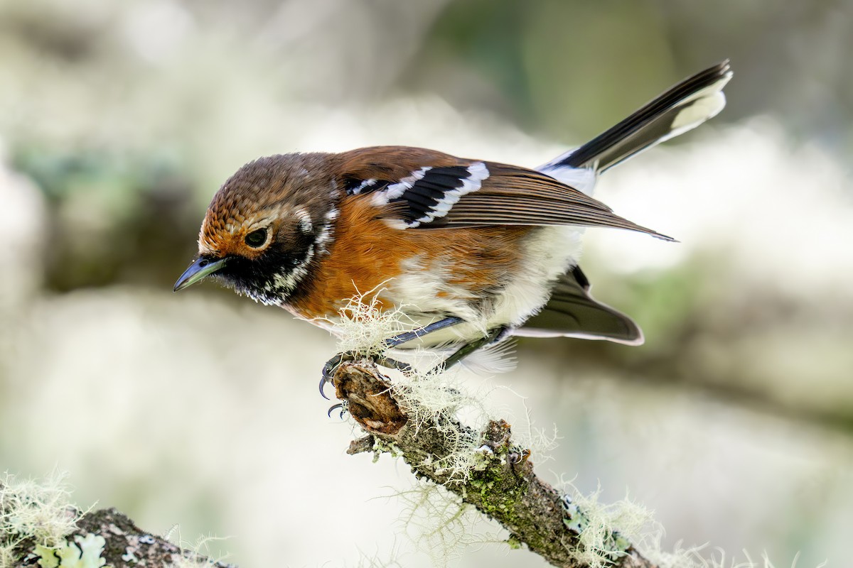 ハワイヒタキ - ML645586046