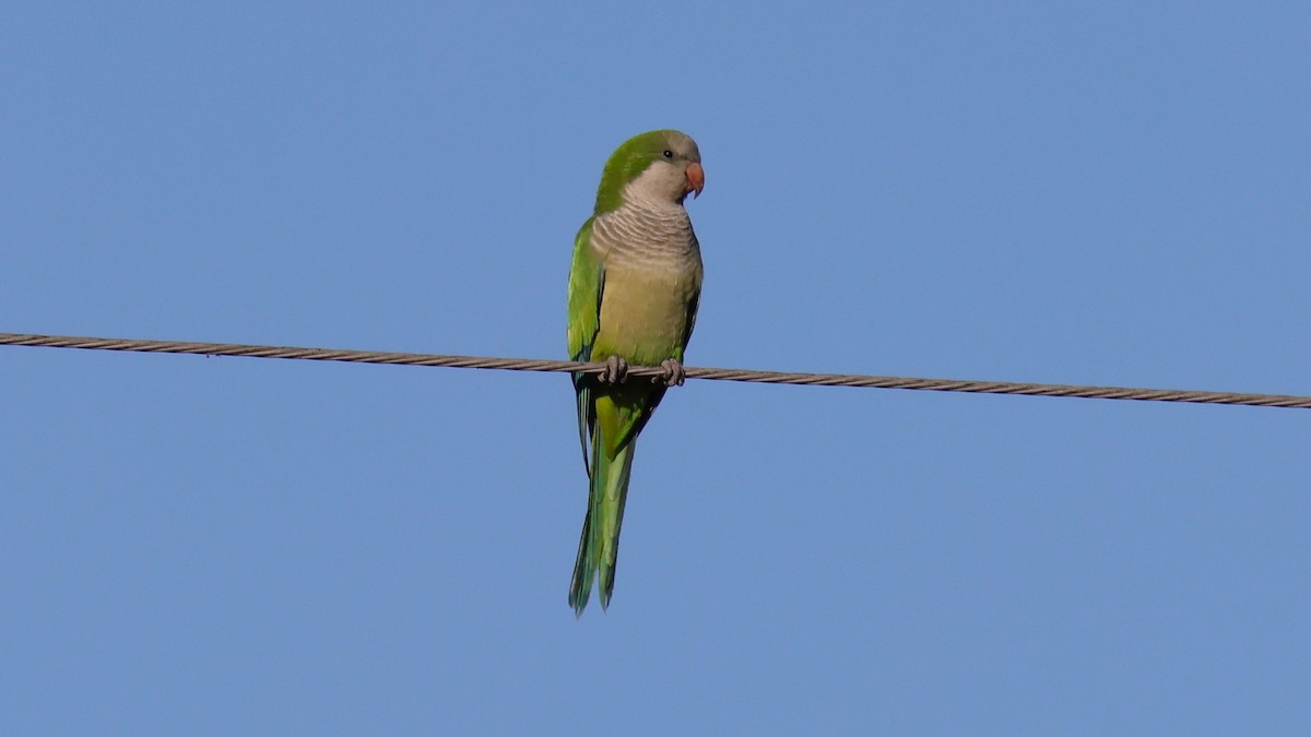 Mönchssittich - ML645586047