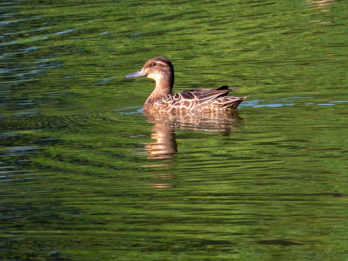 Garganey - ML645586054