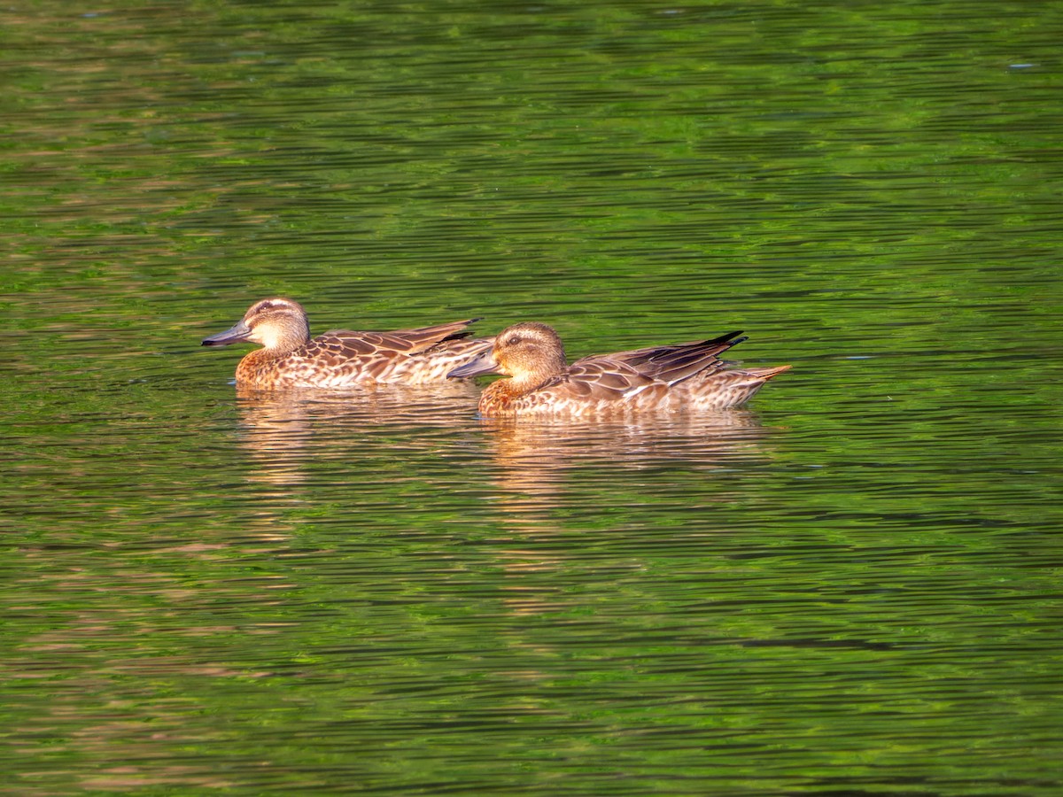 Garganey - ML645586055