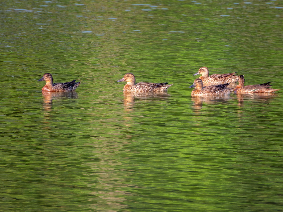Garganey - ML645586056