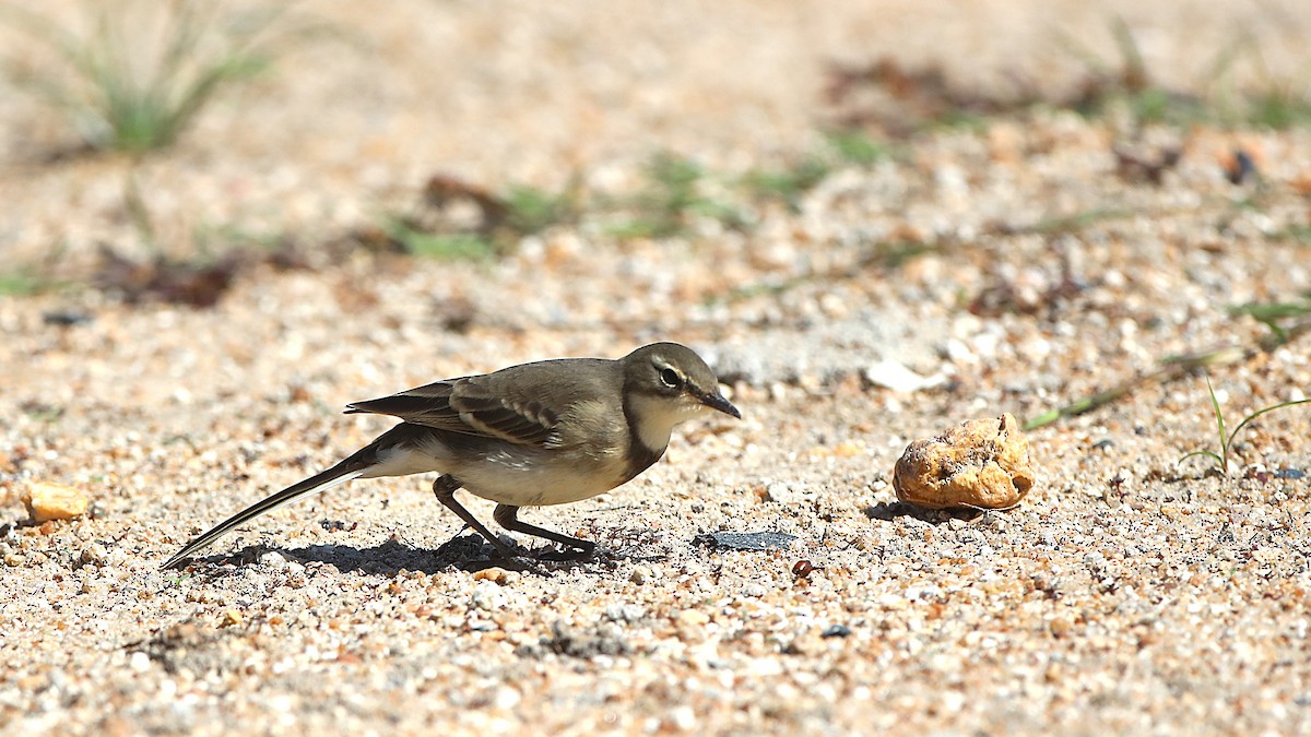Cape Wagtail - ML645586059