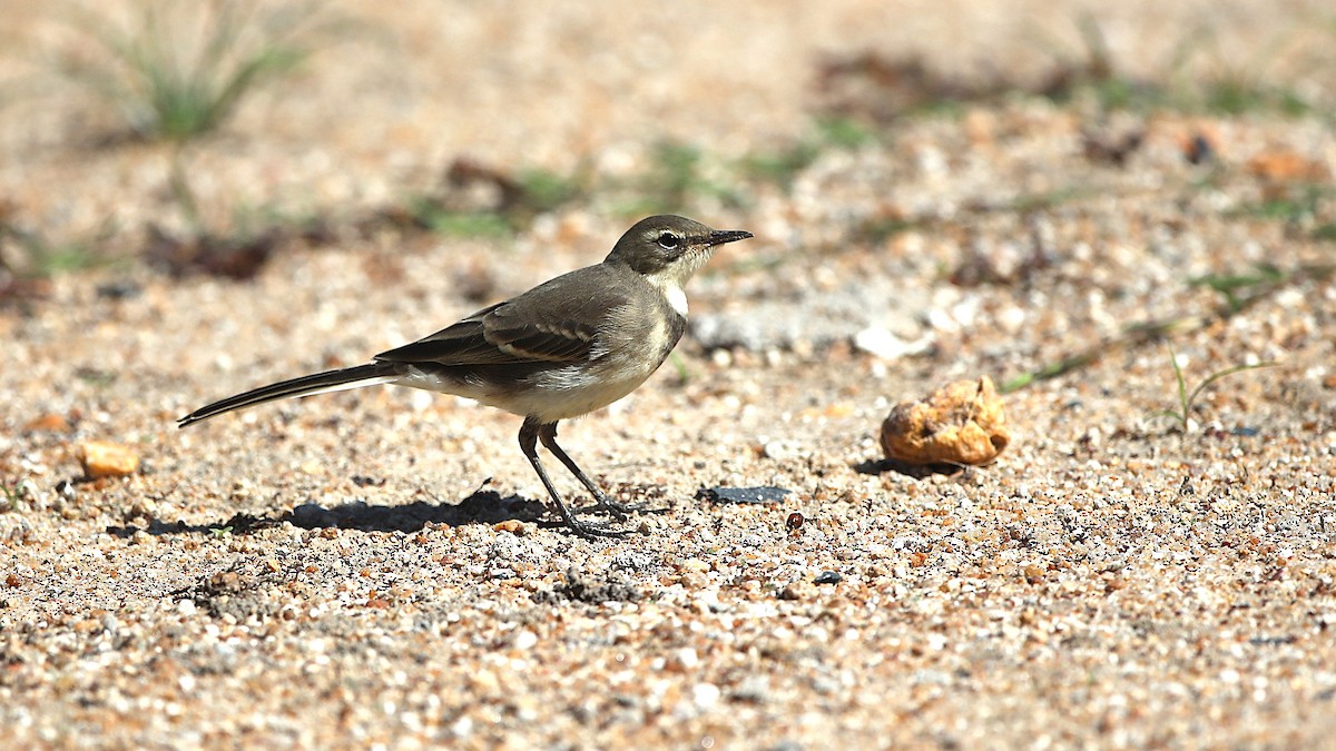 Cape Wagtail - ML645586061