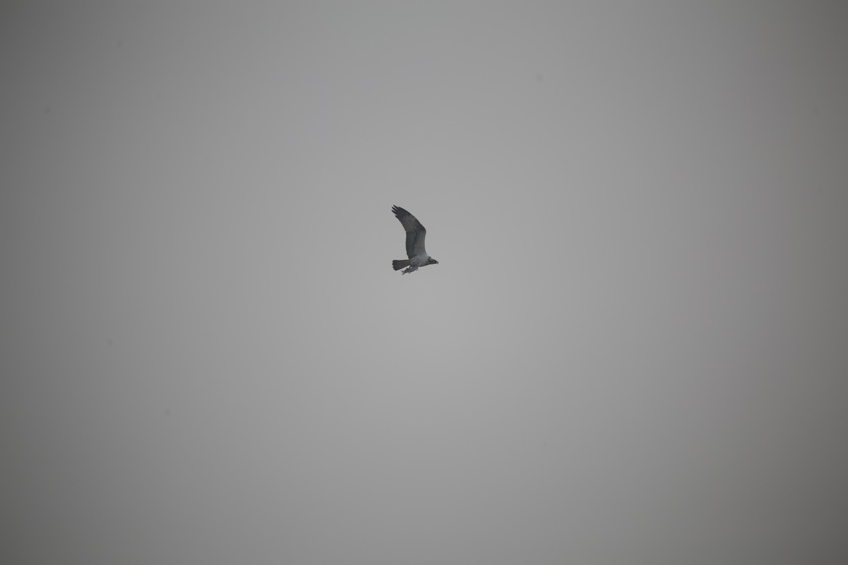 Osprey - ML645586063