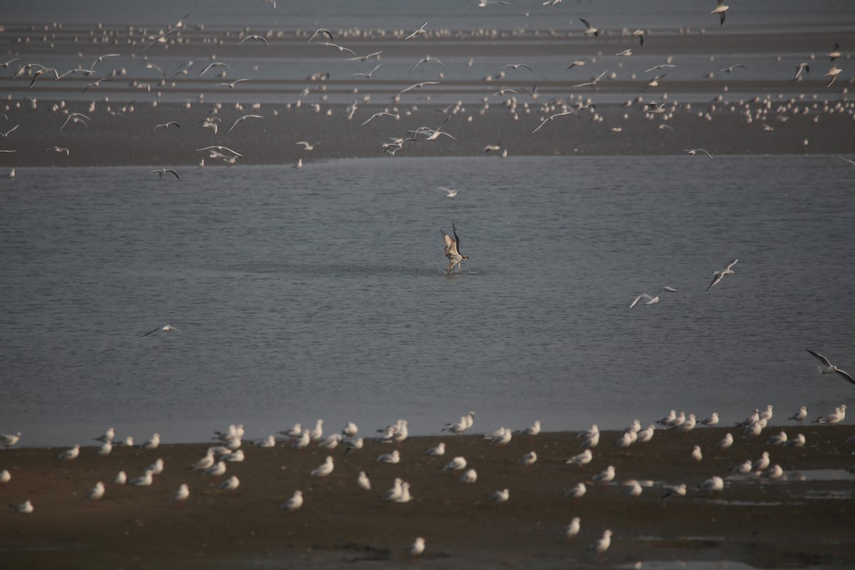 Osprey - ML645586065