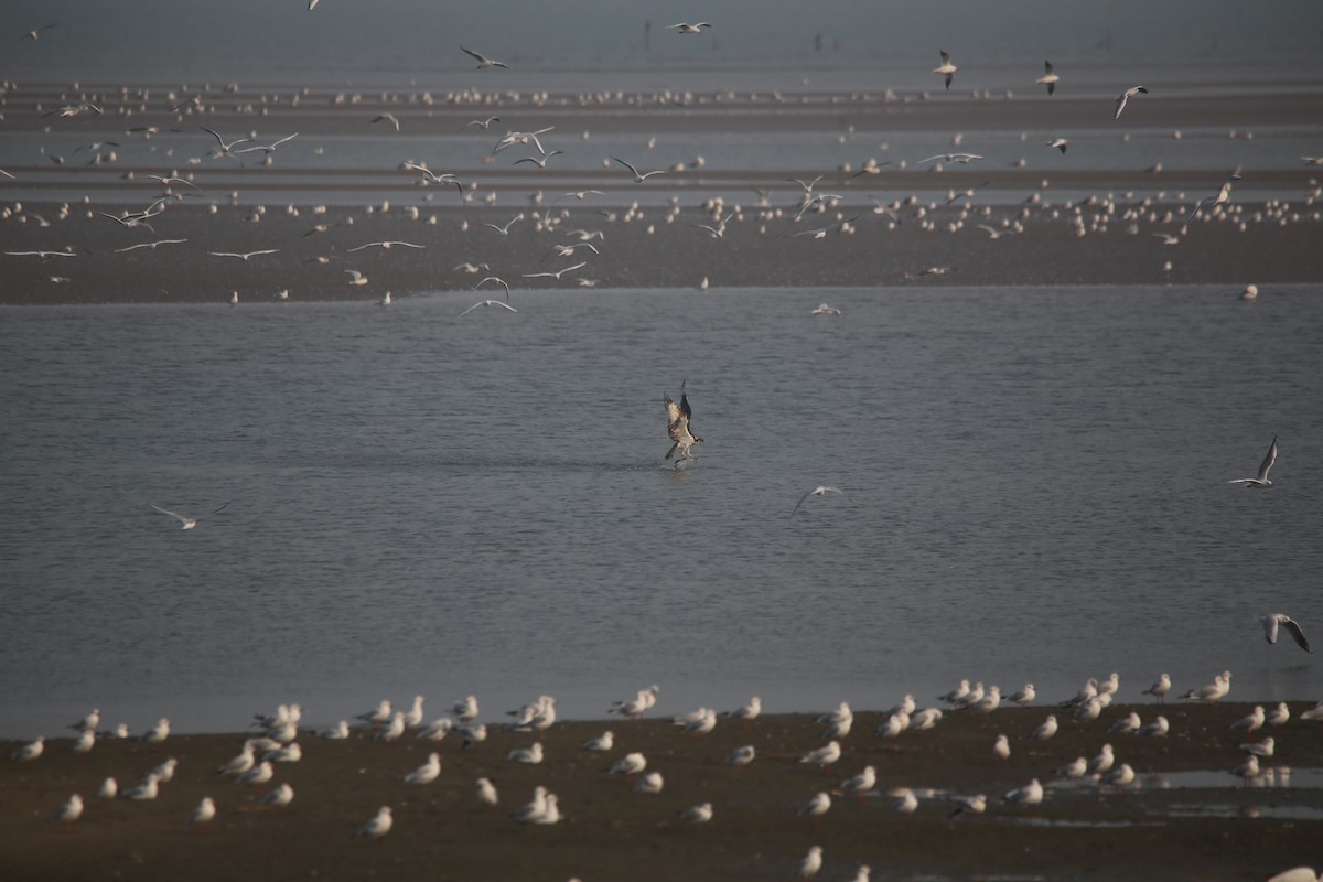 Osprey - ML645586066