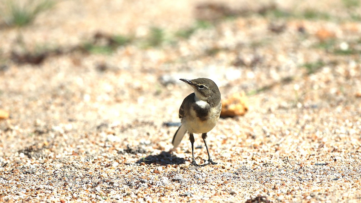 Cape Wagtail - ML645586070