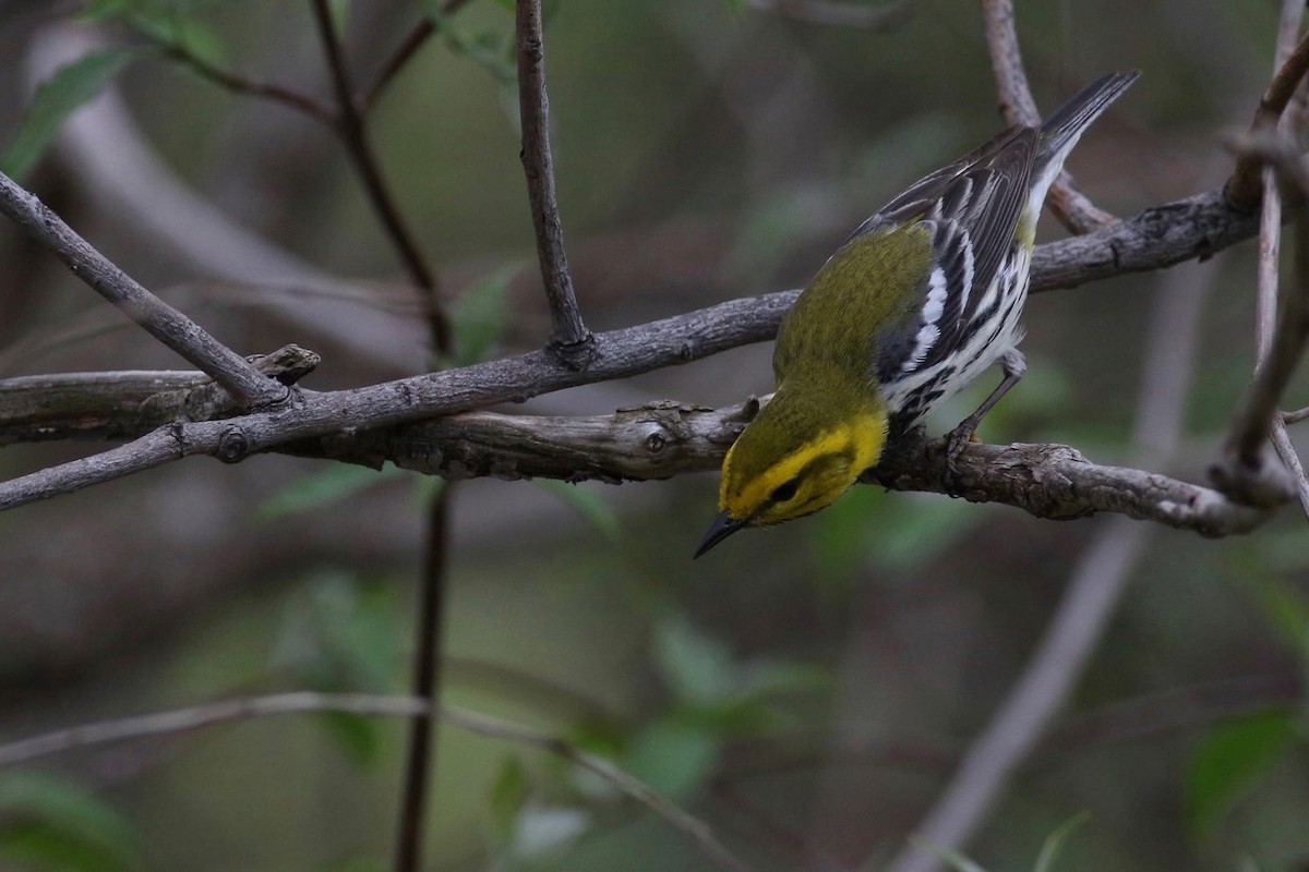 Black-throated Green Warbler - ML645586072
