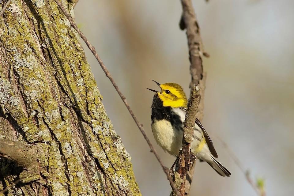 Black-throated Green Warbler - ML645586073