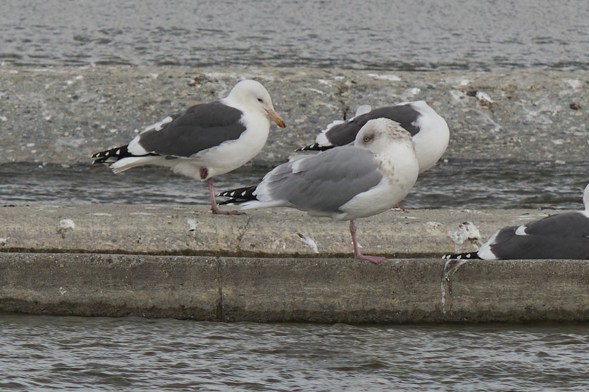 Larus sp. - ML645586076
