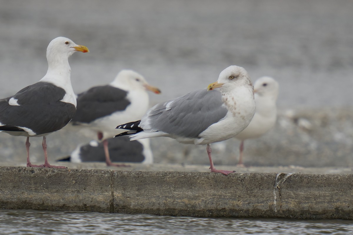 Larus sp. - ML645586077