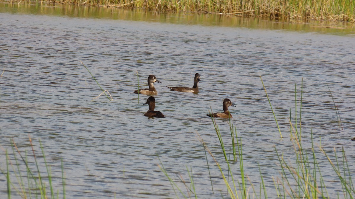 Ring-necked Duck - ML645586078