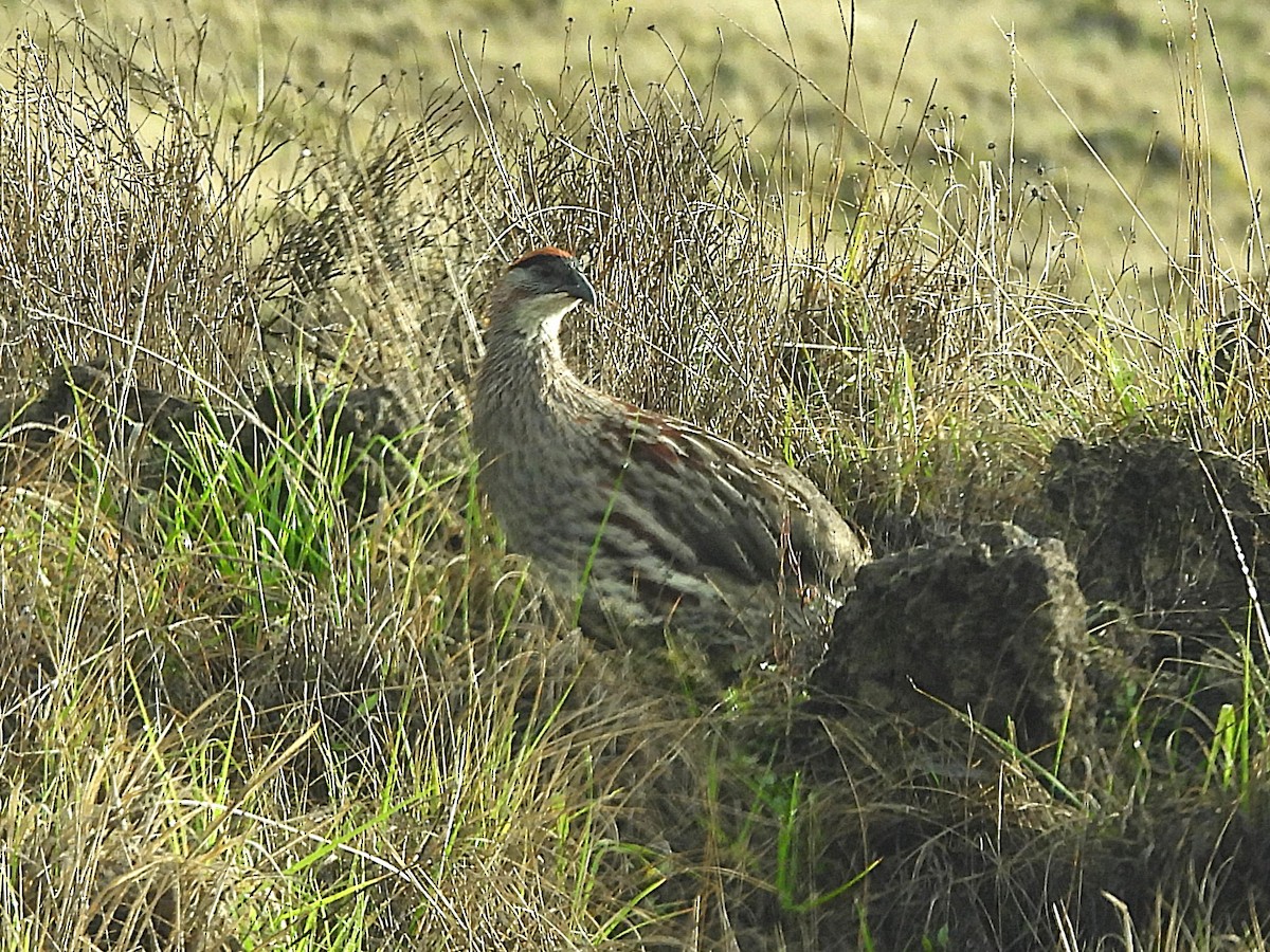 Francolin d'Erckel - ML645586089