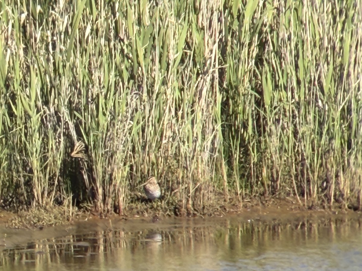 Latham's Snipe - ML645586090