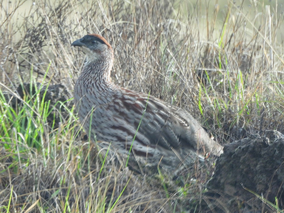 Francolin d'Erckel - ML645586096
