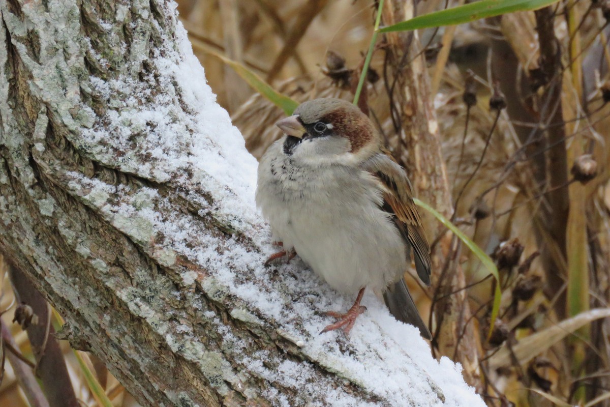 House Sparrow - ML645586112