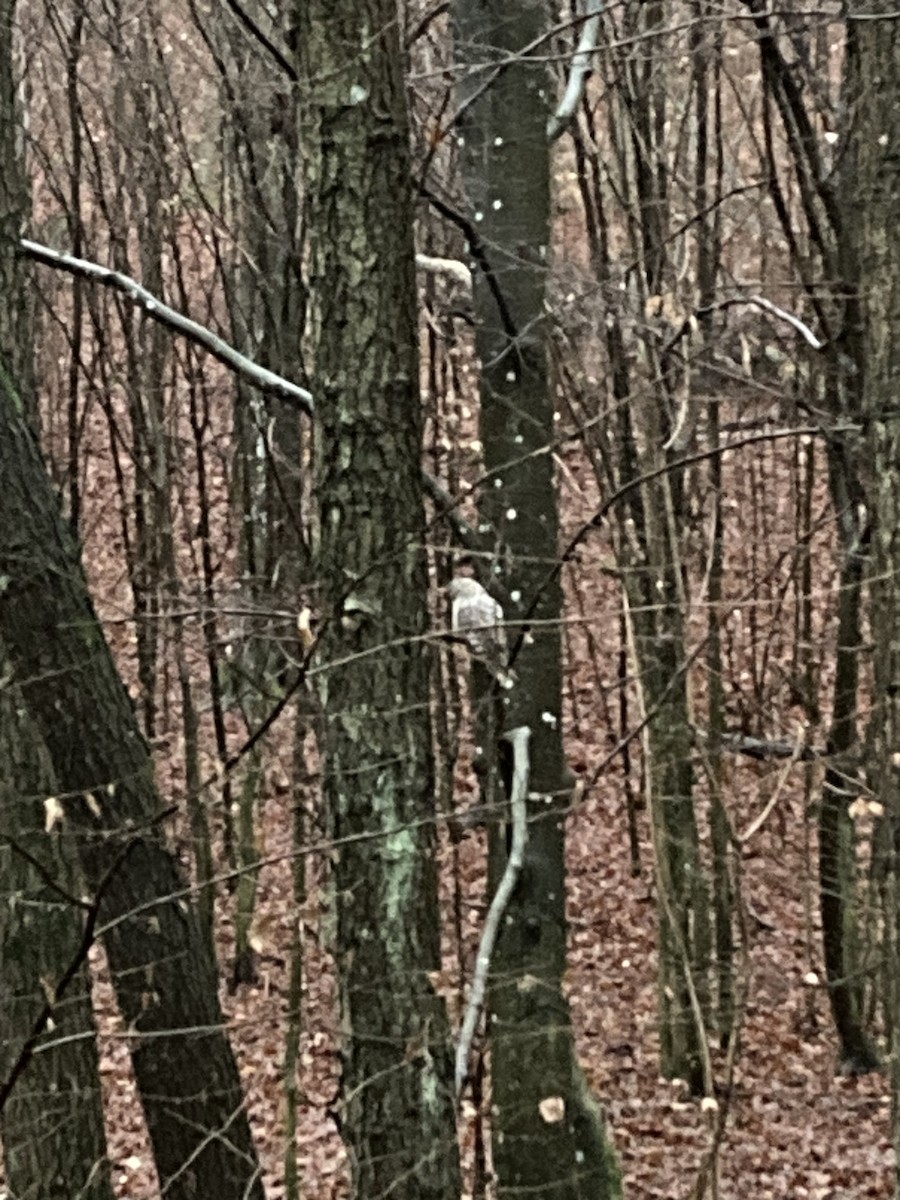 Ural Owl - ML645586115