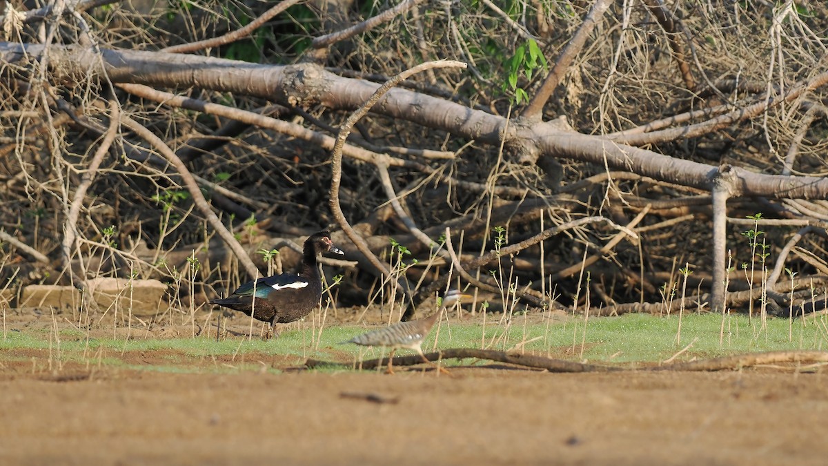 Moschusente - ML645586121