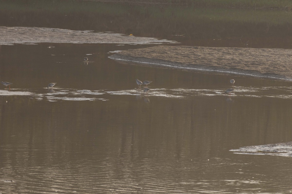 Rotschenkel - ML645586123